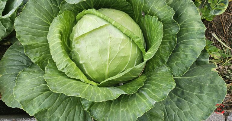 Cabbage Recipes