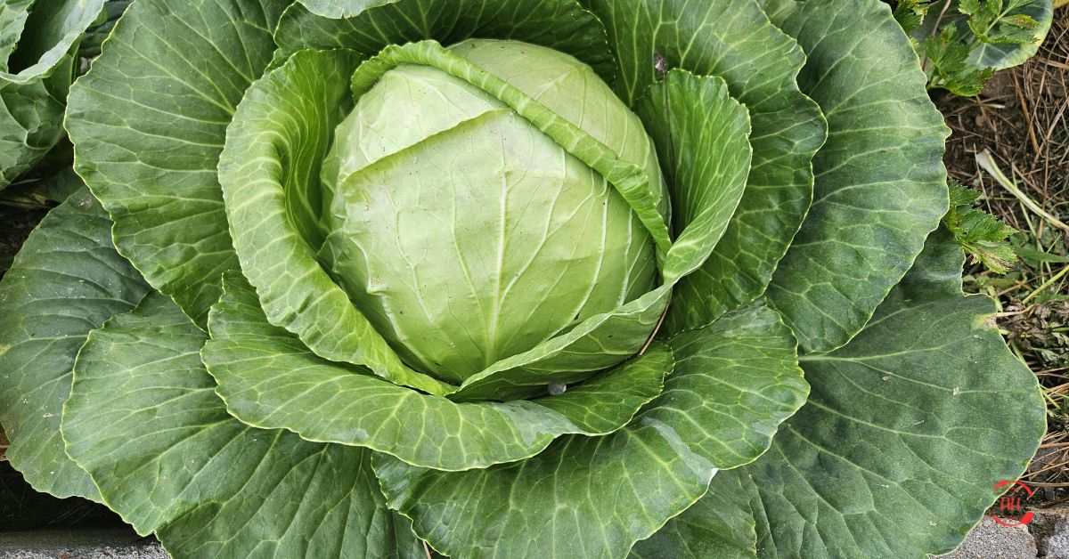 Cabbage Recipes